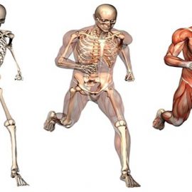 Un capítulo oscuro en la historia de la Anatomía médica Un capítulo oscuro en la historia de la Anatomía médica