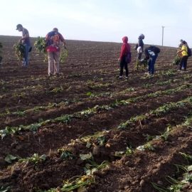 La UNISS se suma a la producción de alimento para el pueblo La UNISS se suma a la producción de alimento para el pueblo