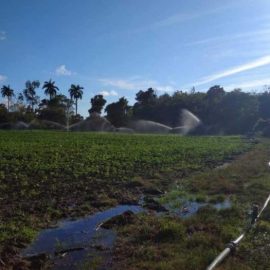 Proyecto de Innovación Agropecuaria Local: 16 años al servicio de campesinos y productores espirituanos Proyecto de Innovación Agropecuaria Local: 16 años al servicio de campesinos y productores espirituanos