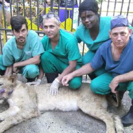 El Día del veterinario cubano en la UNISS El Día del veterinario cubano en la UNISS